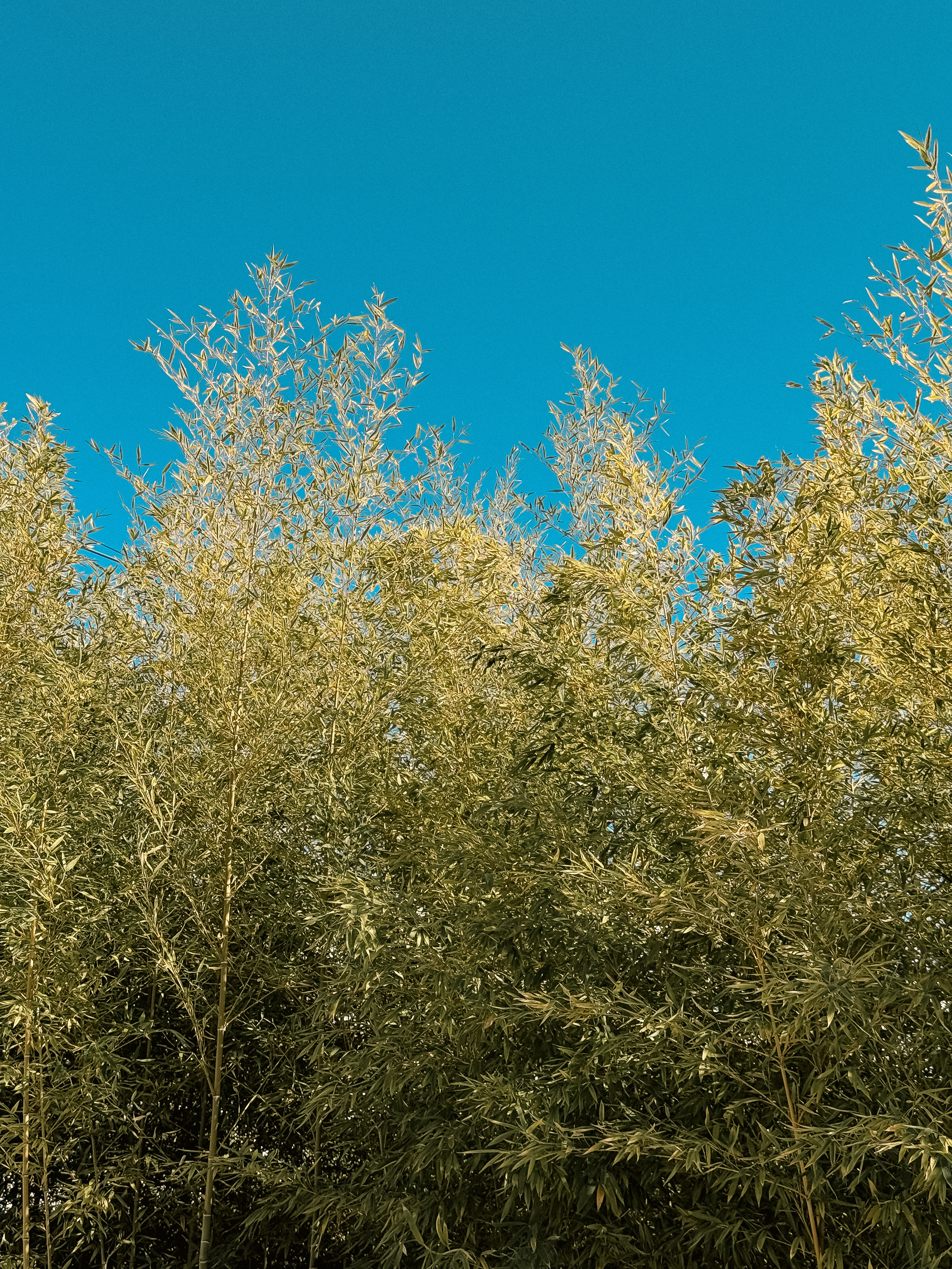 20260101-淺草寺-草