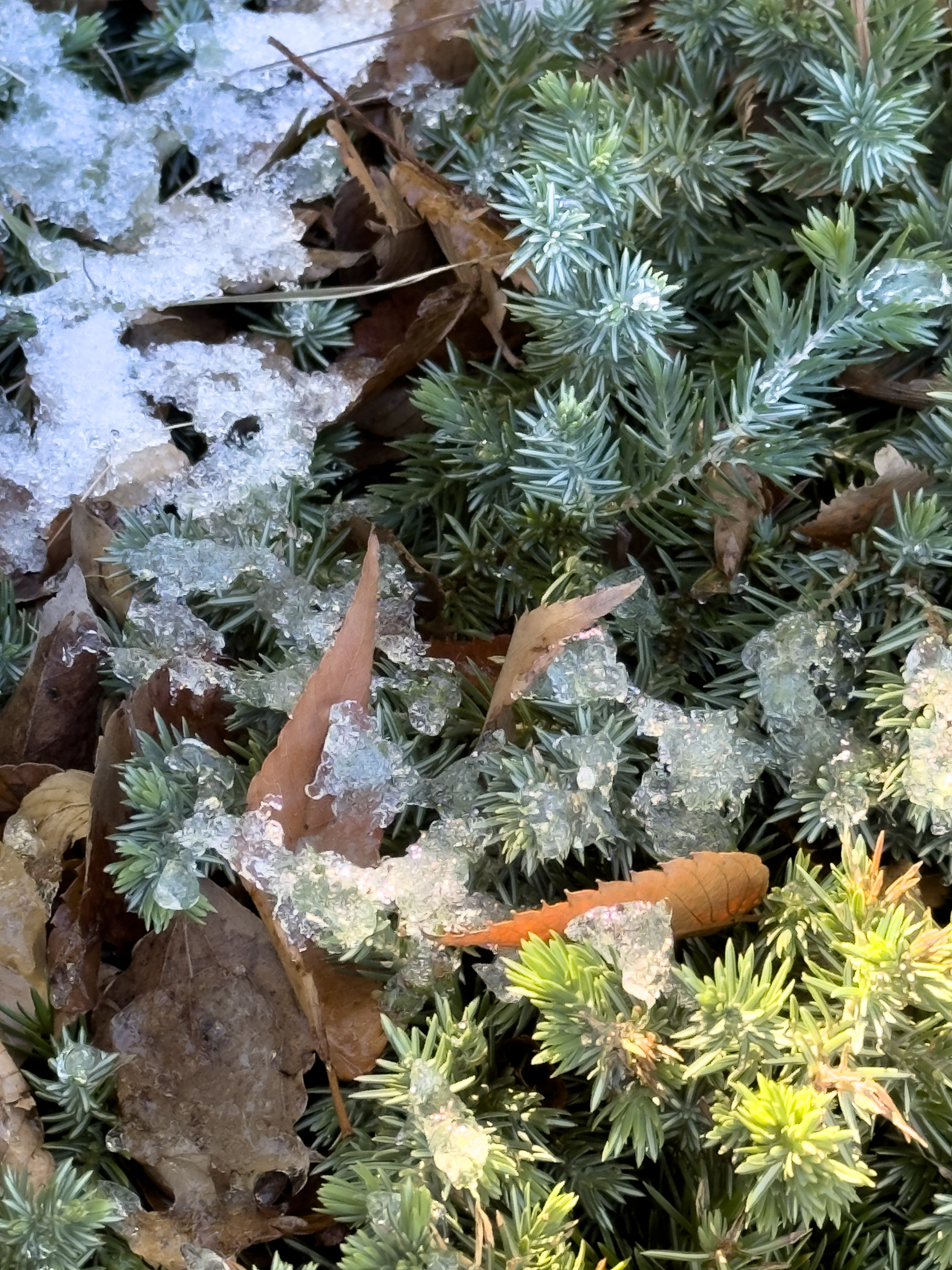 20260103-御茶之水-未融雪