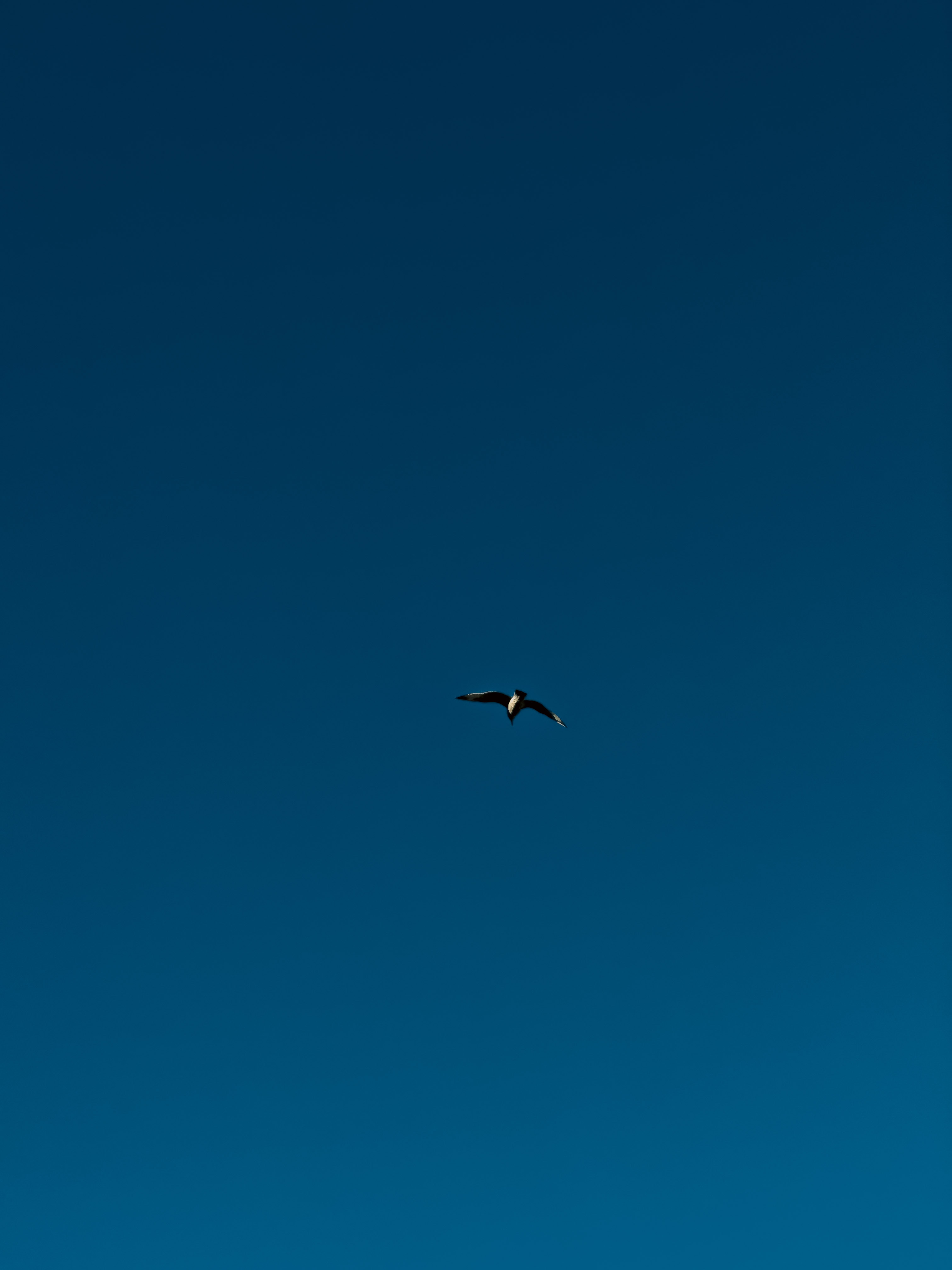 20260103-忘記哪裡拍得鳥